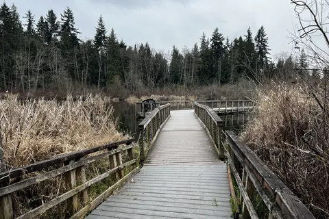 The wooden boardwalk at Scriber Lake Park, running out between reeds toward the trees on a grey winter day.